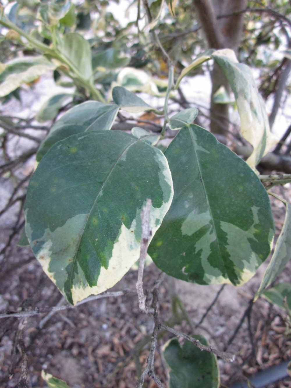            Shade leaves (Winter Haven, FL)   